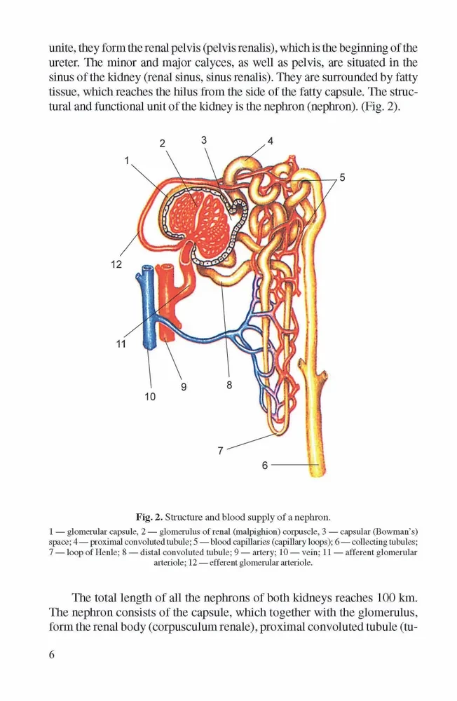 Human Anatomy. A Teaching Aid for Students of Medical Universities. In 2 Volumes. Book 1