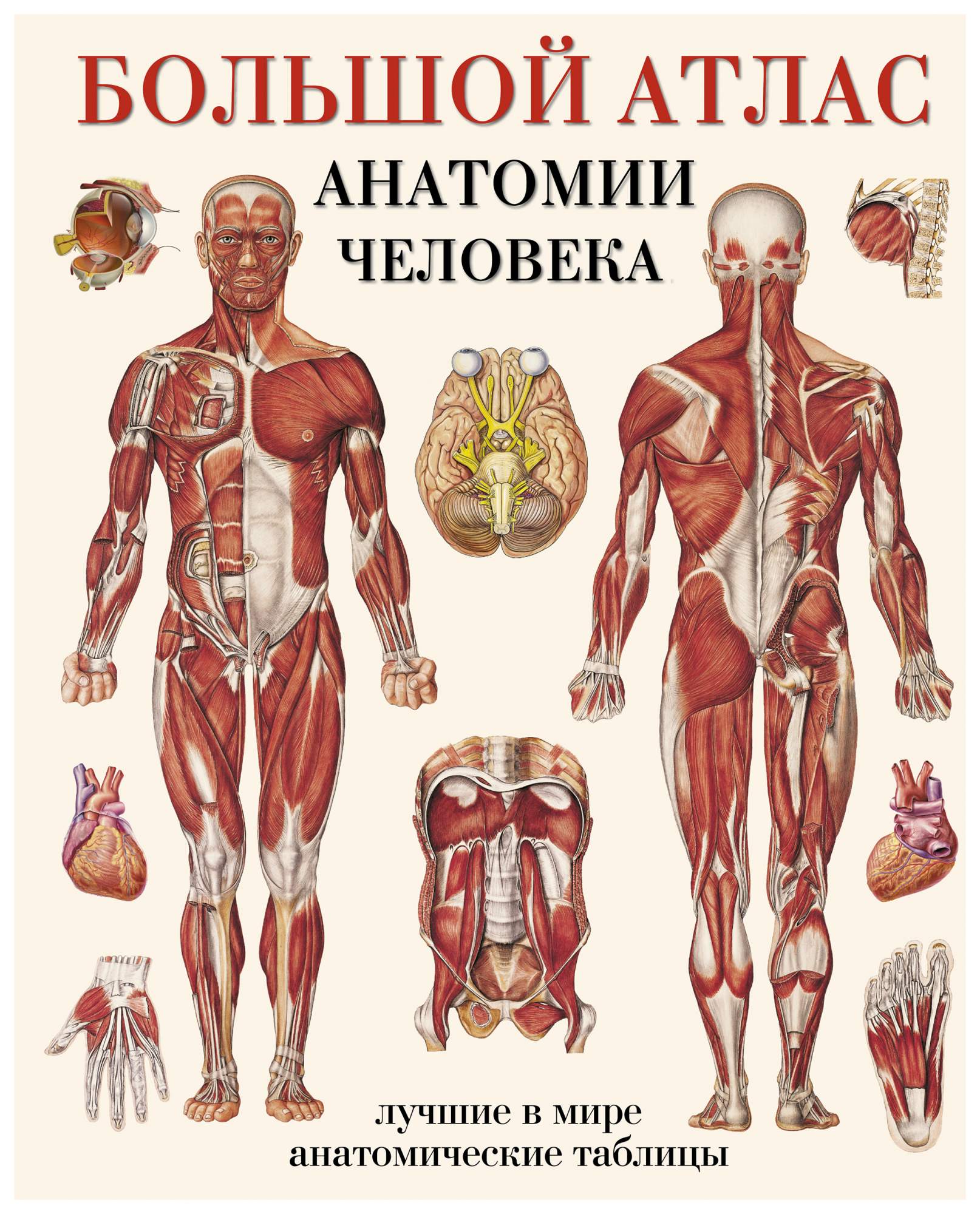 Duży atlas anatomii człowieka