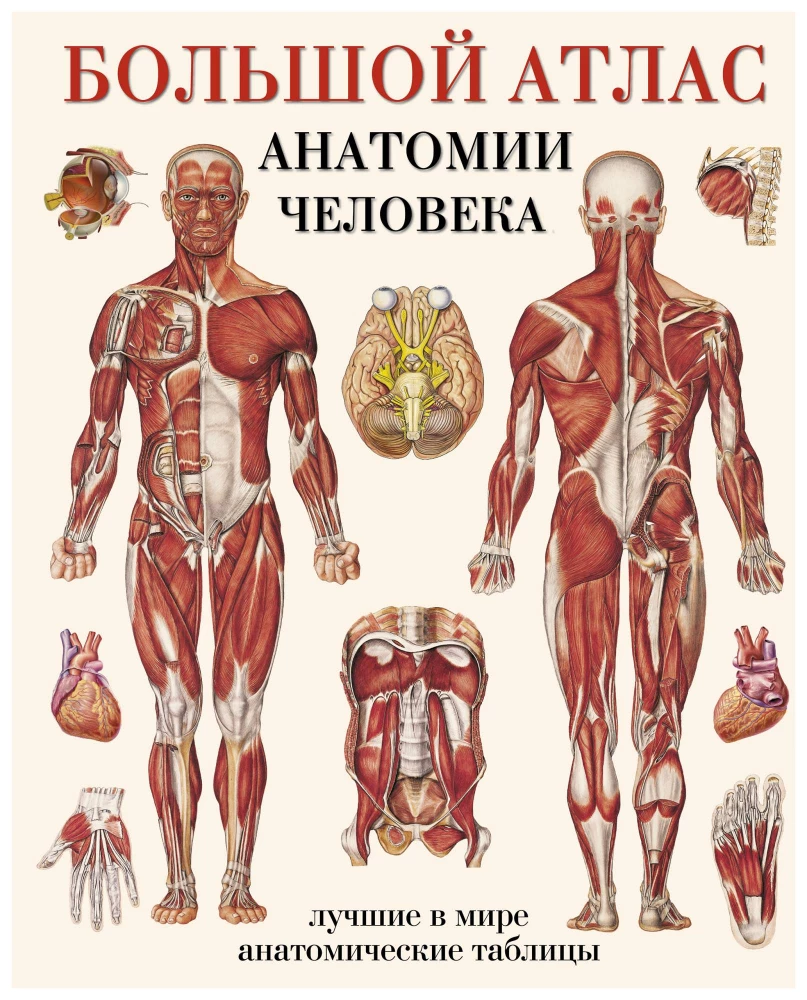 Duży atlas anatomii człowieka