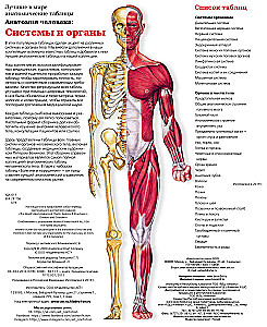 Duży atlas anatomii człowieka