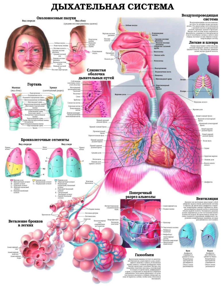 Duży atlas anatomii człowieka