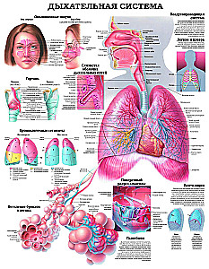 Duży atlas anatomii człowieka
