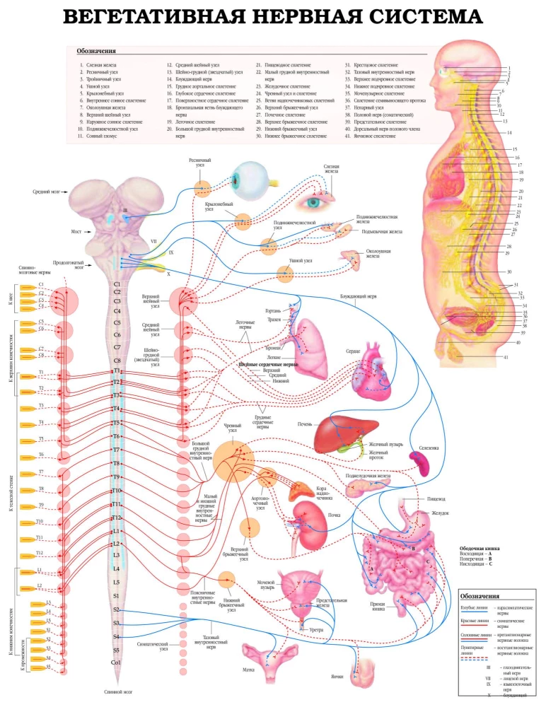Duży atlas anatomii człowieka