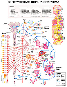 Duży atlas anatomii człowieka