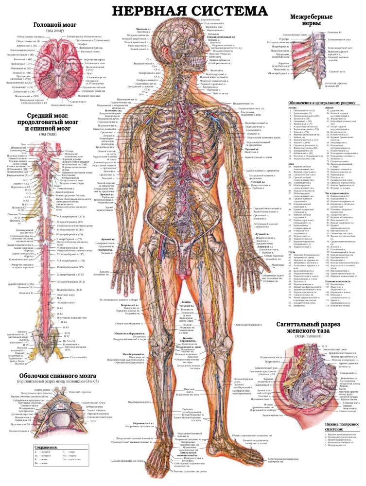 Duży atlas anatomii człowieka