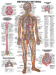 Duży atlas anatomii człowieka