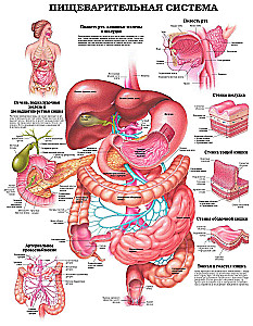 Duży atlas anatomii człowieka