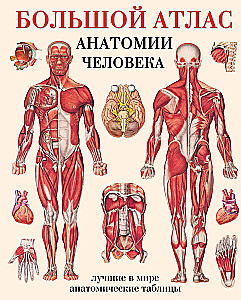 Large Atlas of Human Anatomy