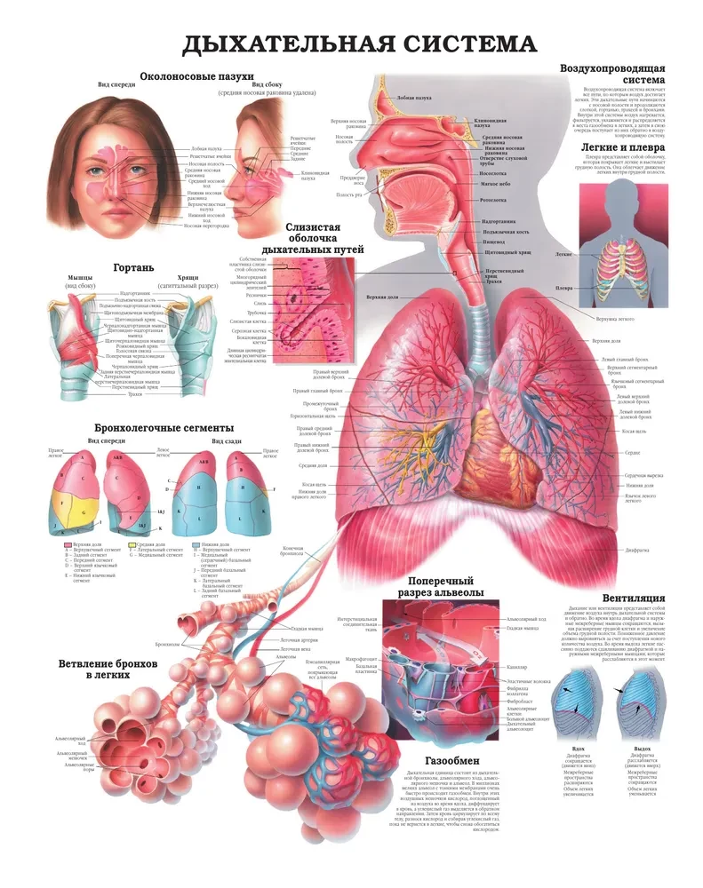 Large Atlas of Human Anatomy