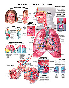 Large Atlas of Human Anatomy