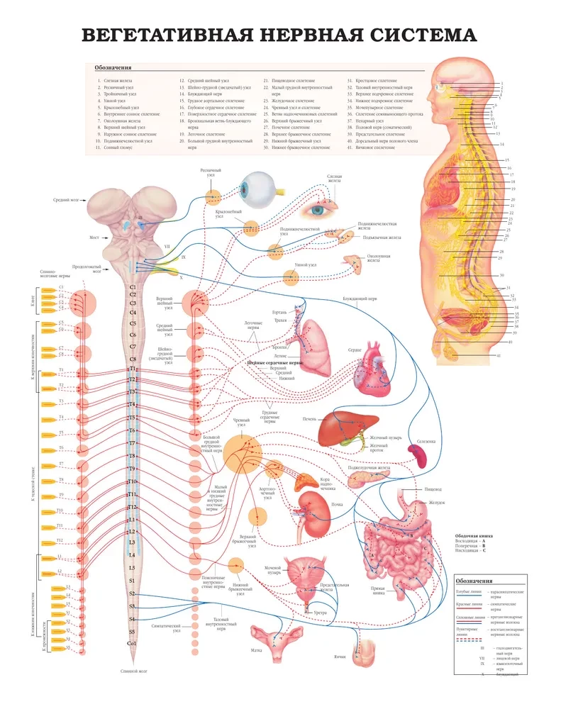 Large Atlas of Human Anatomy