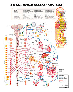 Large Atlas of Human Anatomy