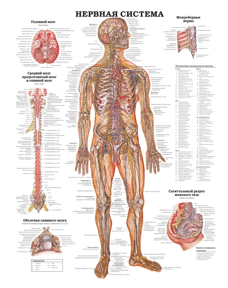 Large Atlas of Human Anatomy