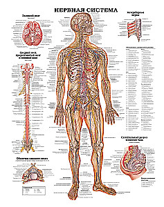 Large Atlas of Human Anatomy
