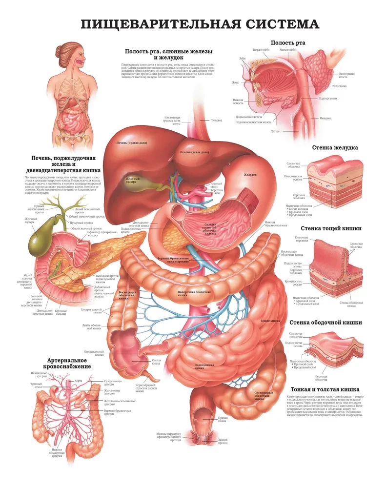 Large Atlas of Human Anatomy