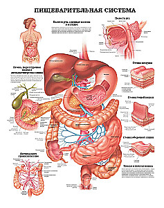 Large Atlas of Human Anatomy