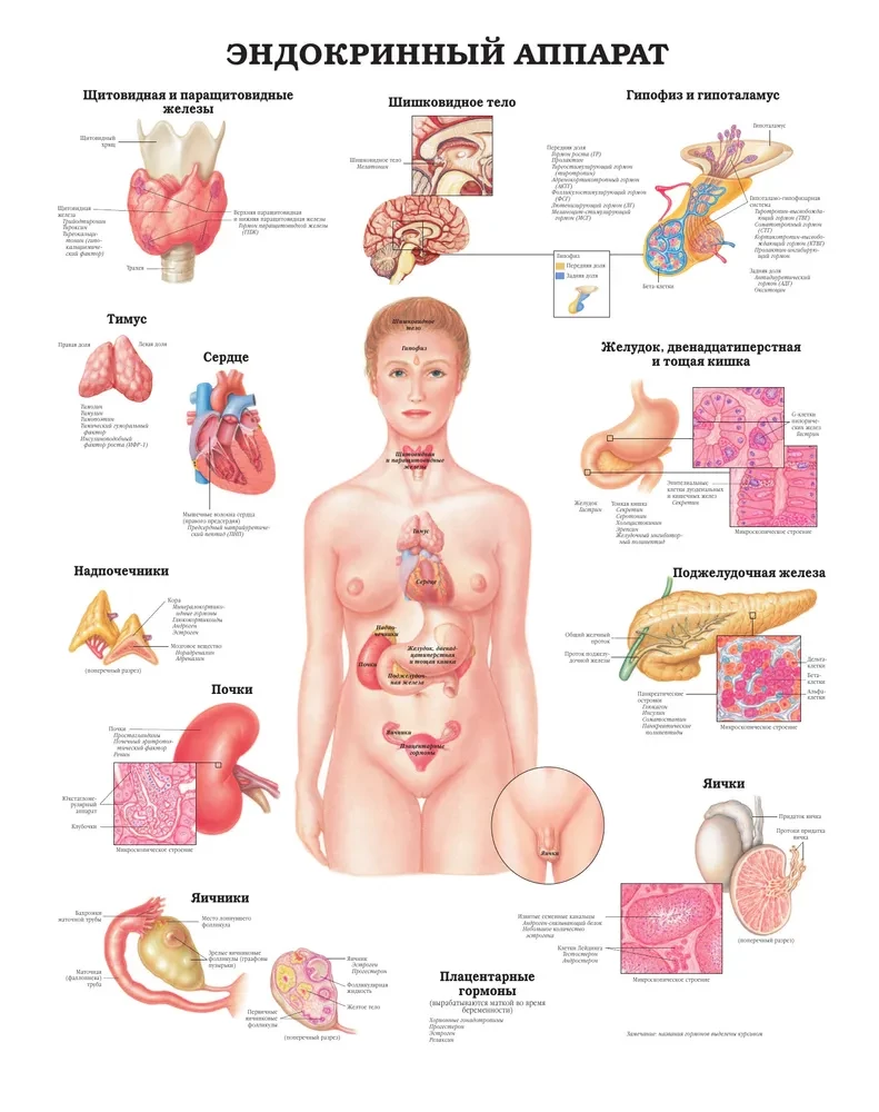 Large Atlas of Human Anatomy
