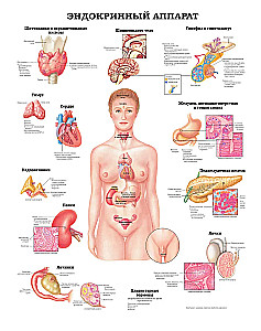 Large Atlas of Human Anatomy