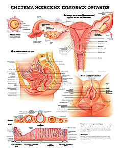 Large Atlas of Human Anatomy