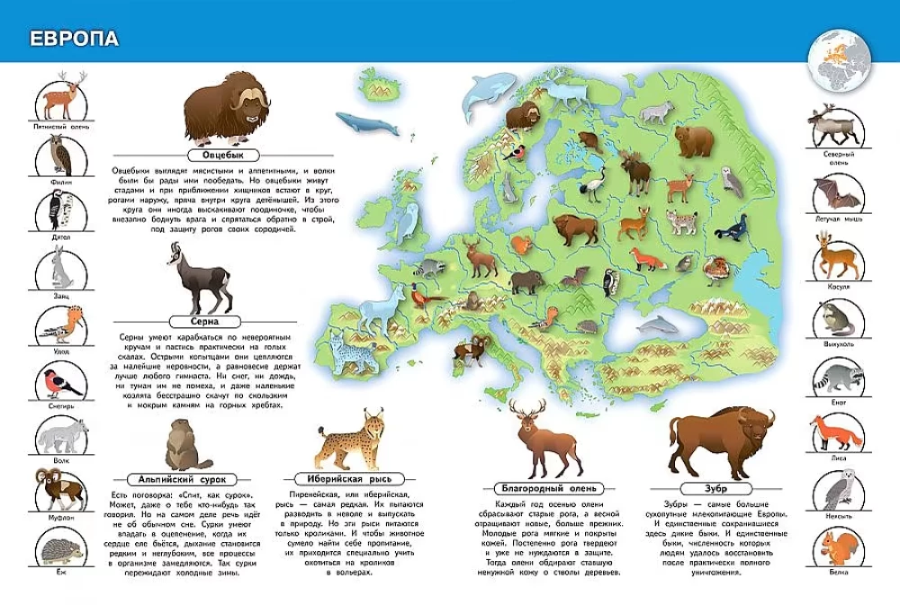Animals of Our Planet. My First Encyclopedia with Stickers