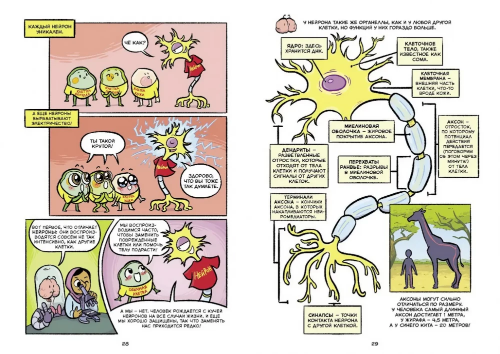 Mózg. Komiks naukowy