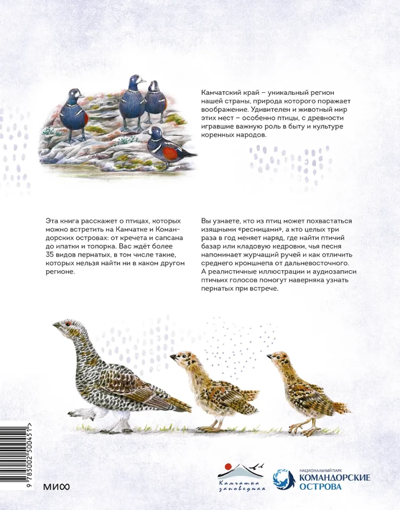 Birds of Kamchatka and the Commander Islands. Where to find and how to recognize