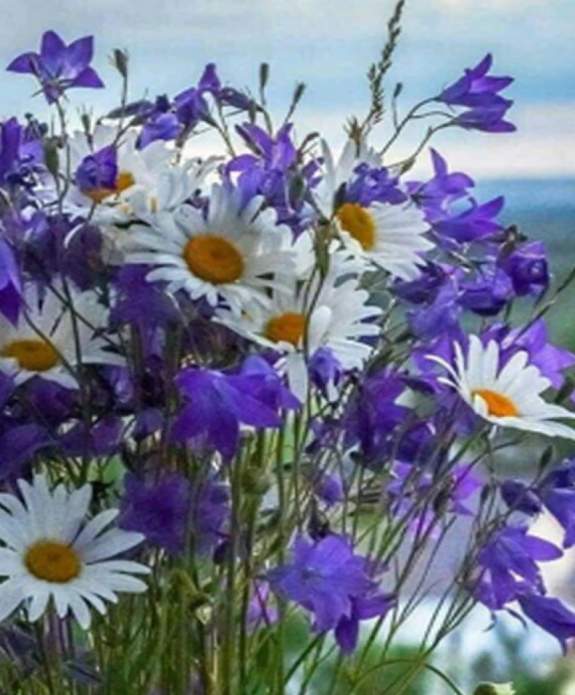 Paint by Numbers - Field Flowers