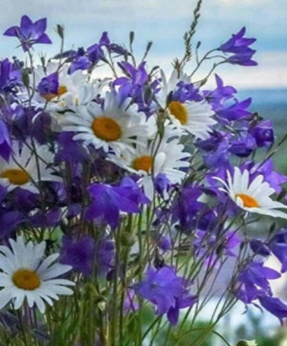 Paint by Numbers - Field Flowers