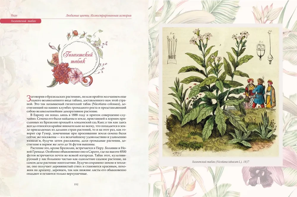Favorite Flowers. An Illustrated History
