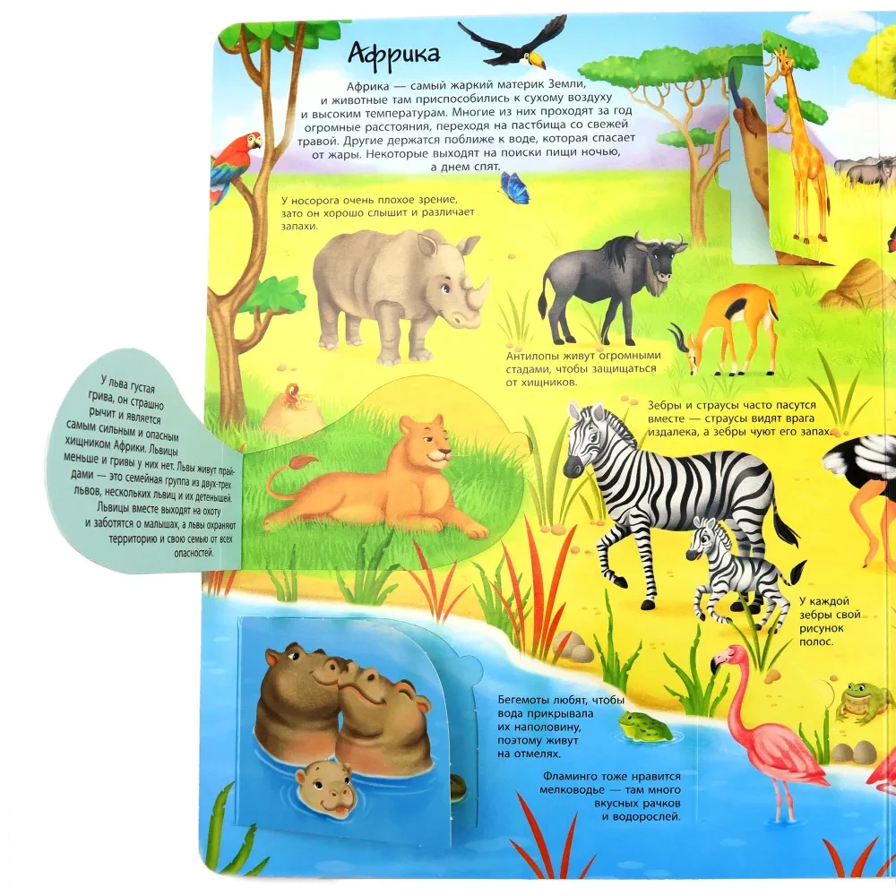 Window to the World. Animals of the World