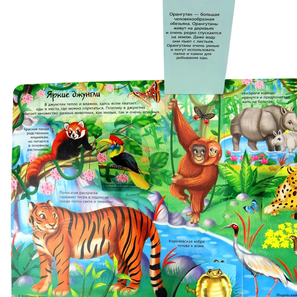 Window to the World. Animals of the World