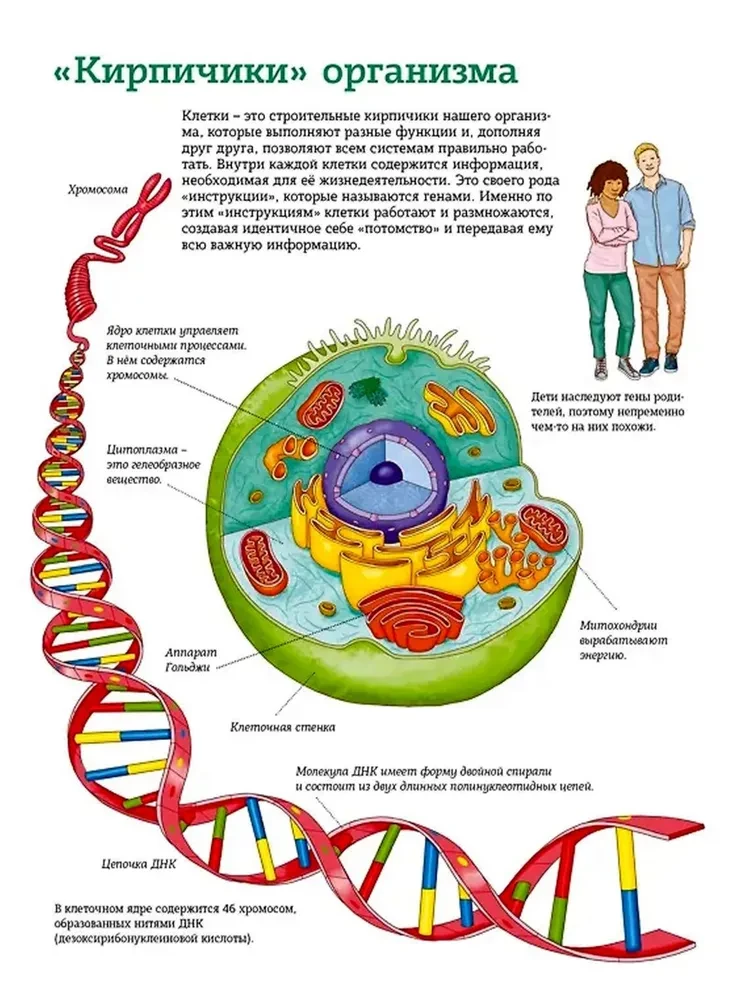 The Human Body. Anatomy Atlas in Pictures