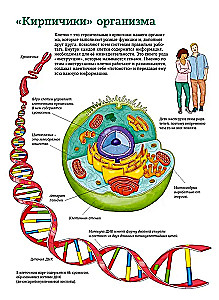 The Human Body. Anatomy Atlas in Pictures