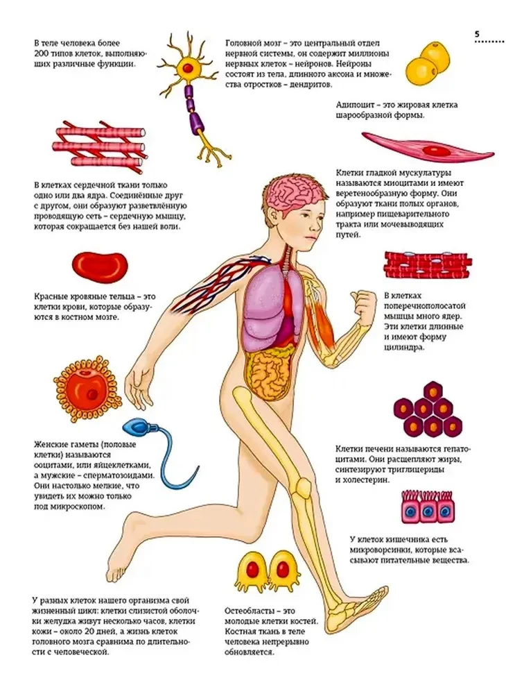 The Human Body. Anatomy Atlas in Pictures
