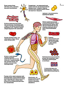 The Human Body. Anatomy Atlas in Pictures