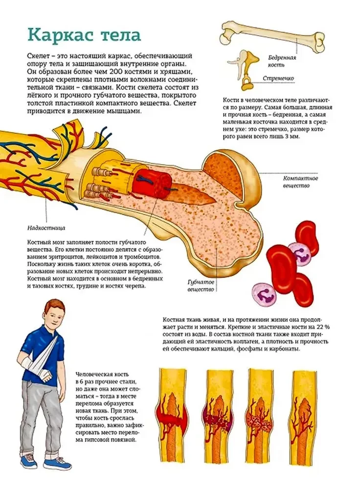 The Human Body. Anatomy Atlas in Pictures