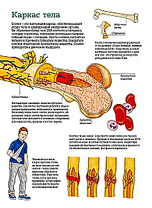 The Human Body. Anatomy Atlas in Pictures