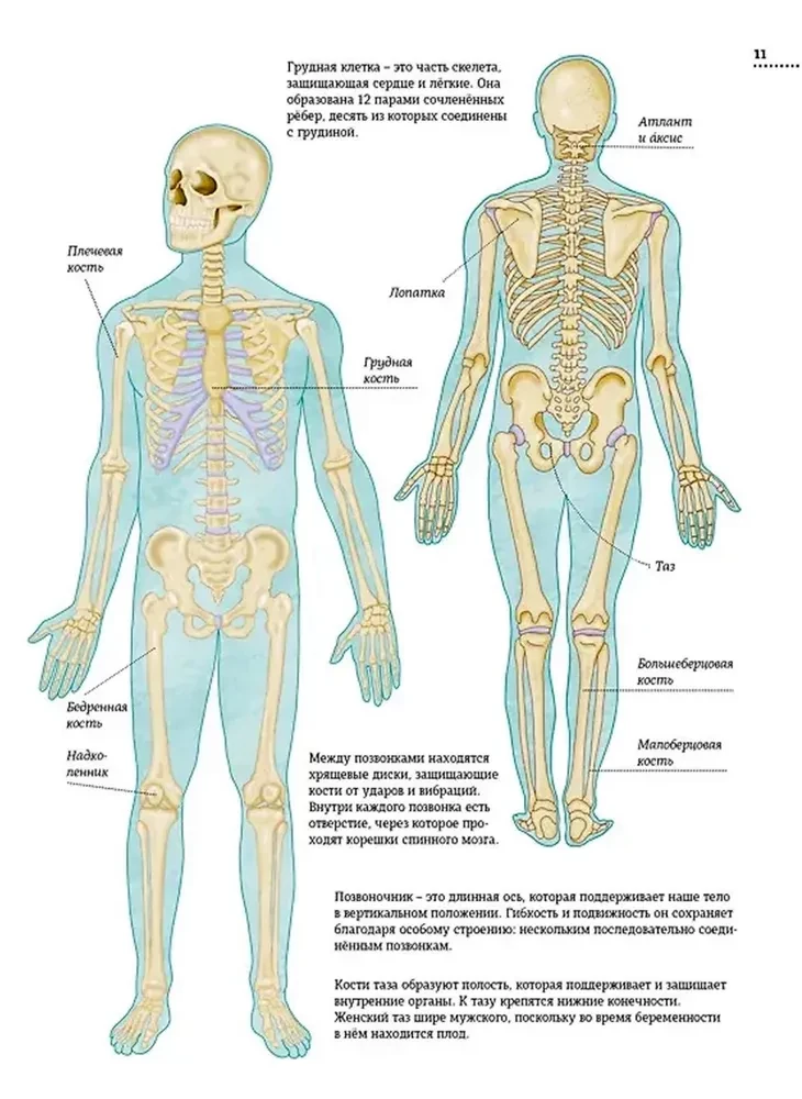 The Human Body. Anatomy Atlas in Pictures