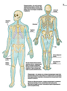 The Human Body. Anatomy Atlas in Pictures