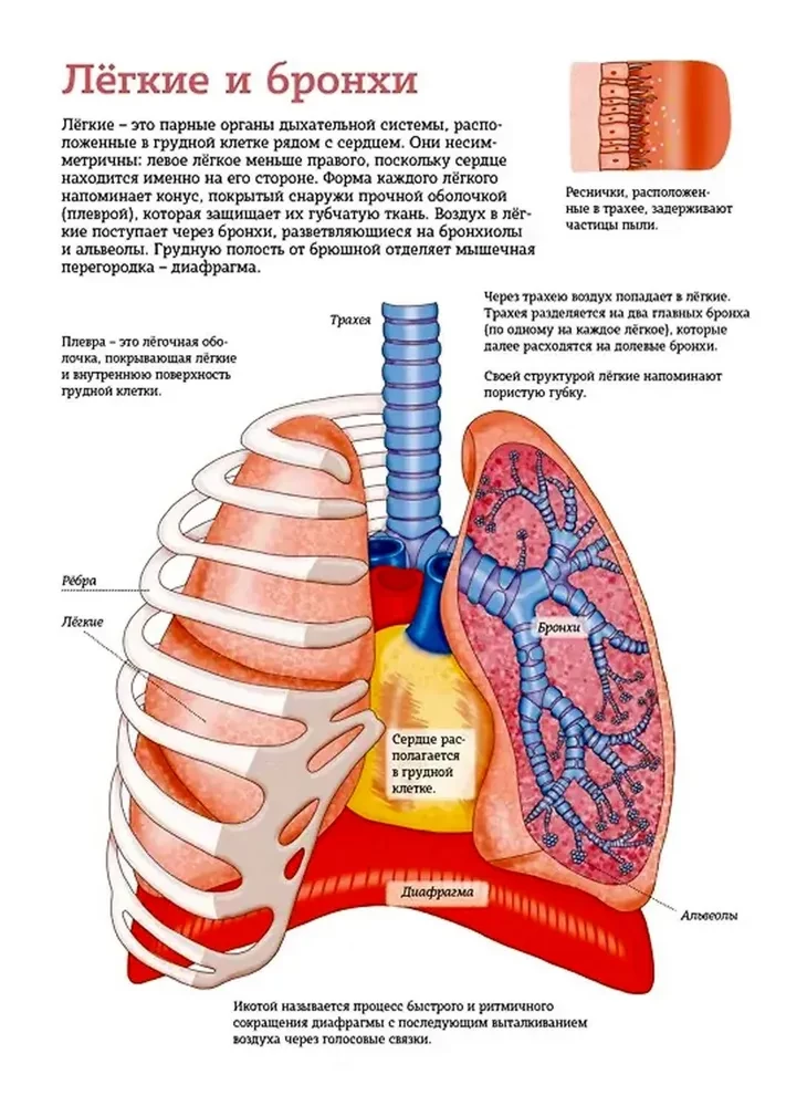 The Human Body. Anatomy Atlas in Pictures