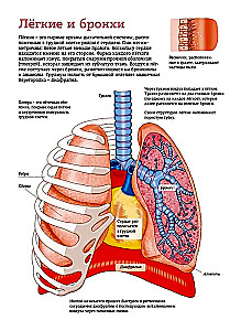 The Human Body. Anatomy Atlas in Pictures