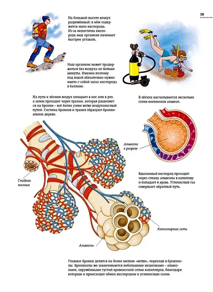 The Human Body. Anatomy Atlas in Pictures