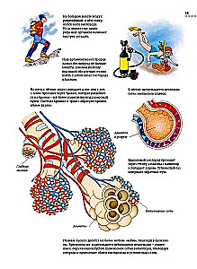 The Human Body. Anatomy Atlas in Pictures