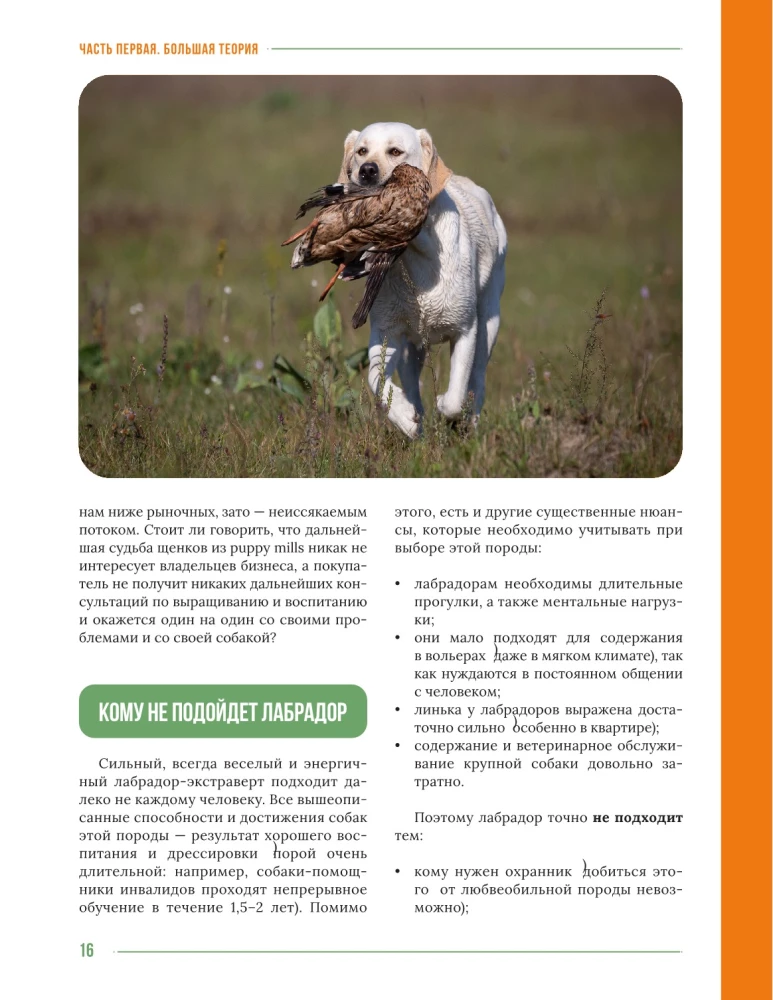 Główna książka właściciela labradora