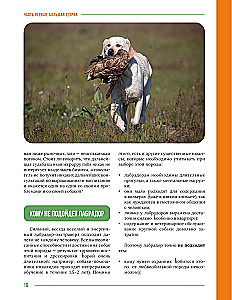 Główna książka właściciela labradora