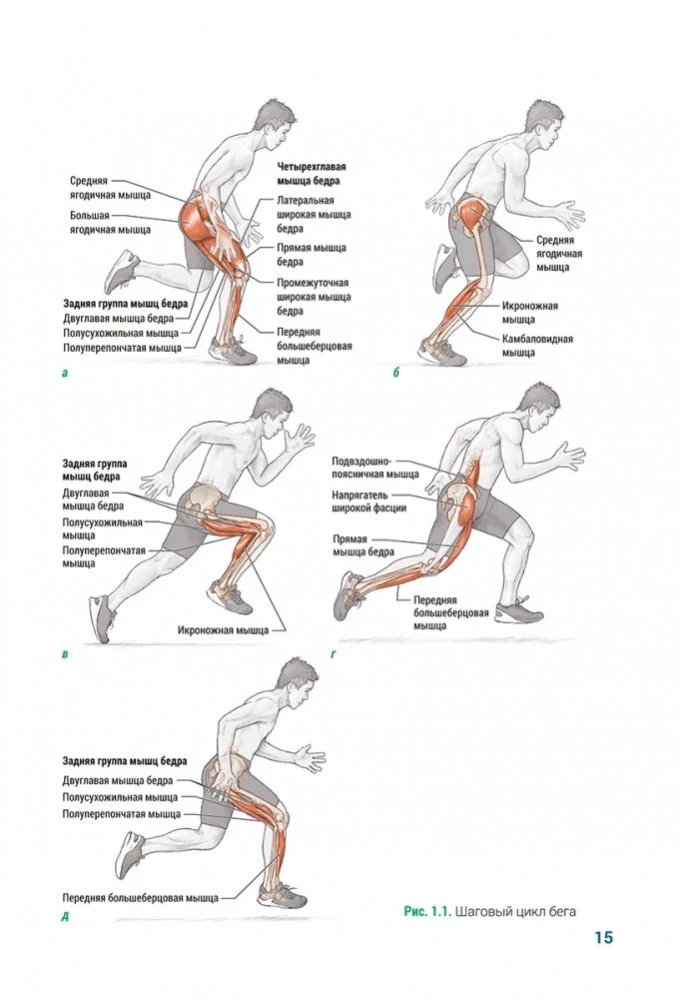 Anatomia pliometrii