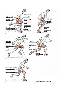 Anatomia pliometrii