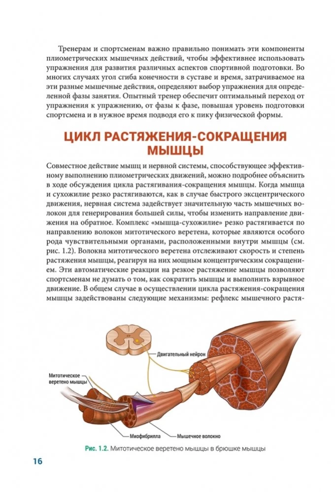 Anatomia pliometrii