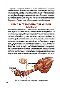 Anatomia pliometrii
