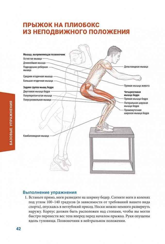 Anatomia pliometrii